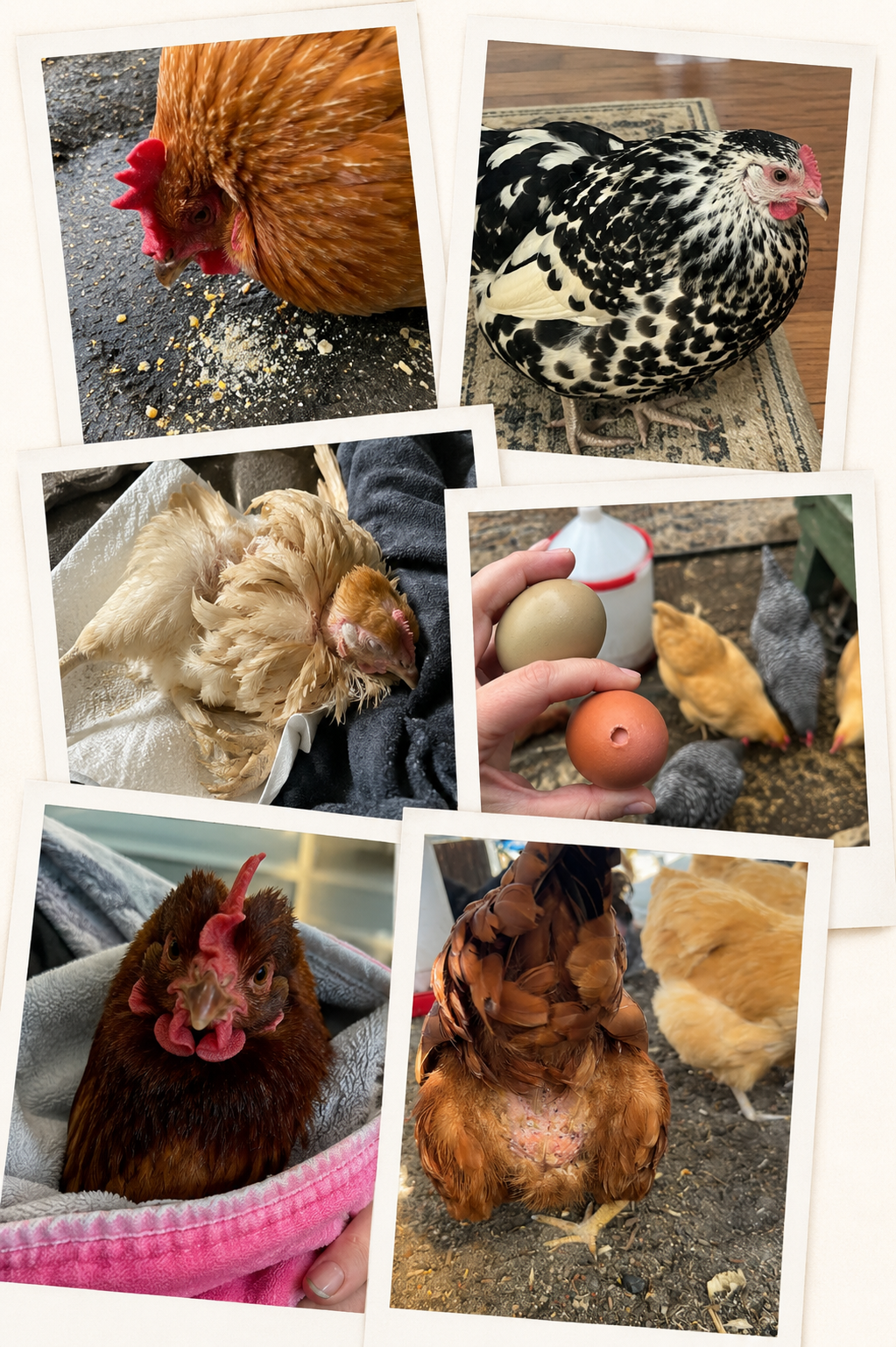 Real chickens from Flockline users