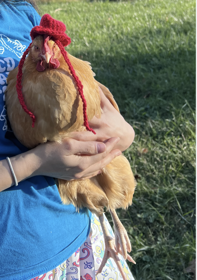 Buff Orpington being held outside