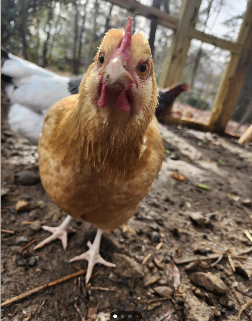 Close-up of a curious hen in the coop