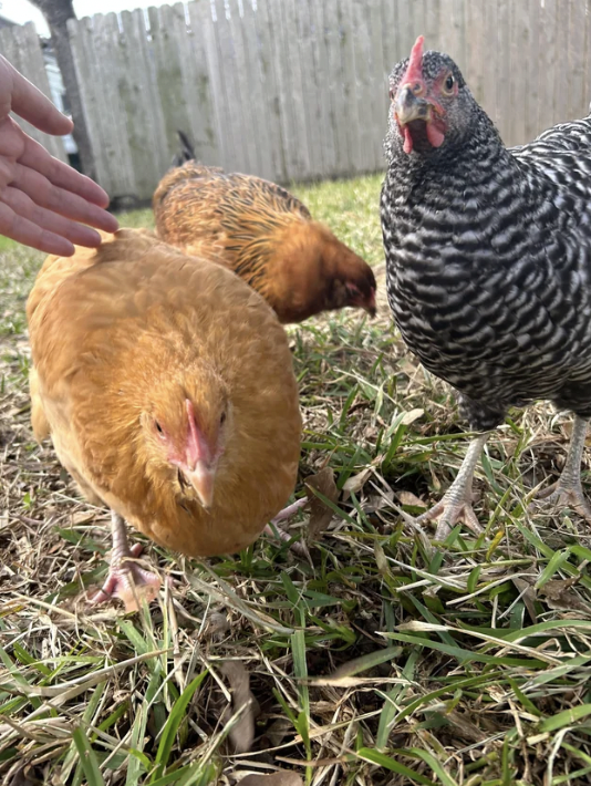 A hand reaching down to two hens in the yard