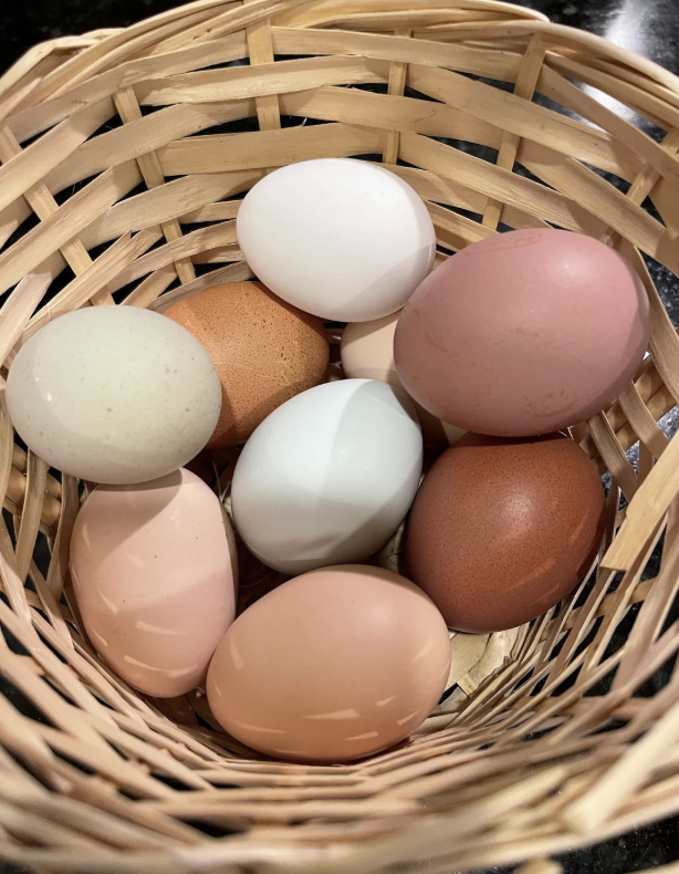 Basket of fresh, colorful eggs
