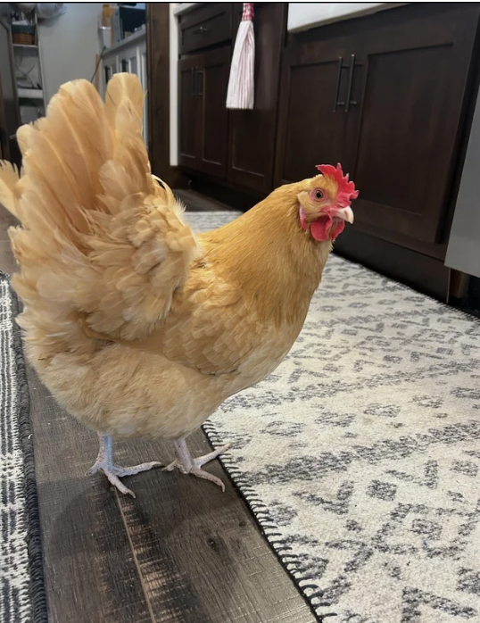 A Buff Orpington hen standing indoors